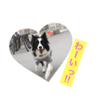 I ♡ My Border collie（個別スタンプ：3）