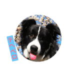 I ♡ My Border collie（個別スタンプ：4）