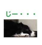 I ♡ My Border collie（個別スタンプ：5）