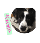 I ♡ My Border collie（個別スタンプ：6）