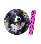 I ♡ My Border collie（個別スタンプ：7）