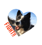 I ♡ My Border collie（個別スタンプ：8）