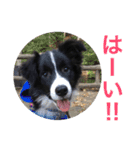 I ♡ My Border collie（個別スタンプ：9）