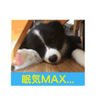 I ♡ My Border collie（個別スタンプ：10）