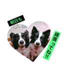 I ♡ My Border collie（個別スタンプ：11）