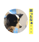 I ♡ My Border collie（個別スタンプ：12）