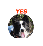 I ♡ My Border collie（個別スタンプ：13）