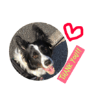 I ♡ My Border collie（個別スタンプ：15）