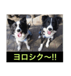 I ♡ My Border collie（個別スタンプ：16）