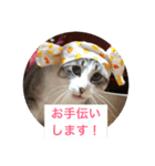 うちの猫たちだよ。（個別スタンプ：7）