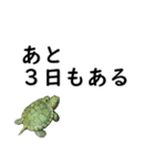 テスト3日前の亀コロ（個別スタンプ：10）