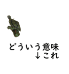 テスト3日前の亀コロ（個別スタンプ：21）