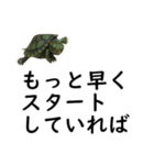 テスト3日前の亀コロ（個別スタンプ：22）