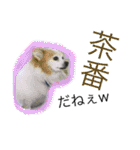 緩い軽い動物ランド（個別スタンプ：31）