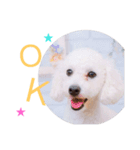 ぶさかわ犬♡（個別スタンプ：1）