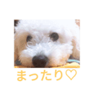 ぶさかわ犬♡（個別スタンプ：5）