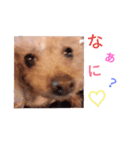 ぶさかわ犬♡（個別スタンプ：6）