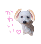 ぶさかわ犬♡（個別スタンプ：7）