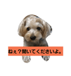 ミックス犬どん（個別スタンプ：2）