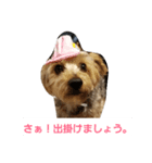 ミックス犬どん（個別スタンプ：8）