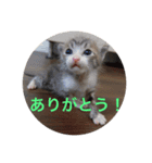 子猫たち（個別スタンプ：2）