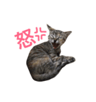 子猫たち（個別スタンプ：4）