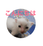 子猫たち（個別スタンプ：6）