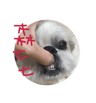 犬の人生（個別スタンプ：14）