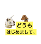 愛犬レイバック＆愛猫フーちゃん（個別スタンプ：30）