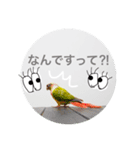 インコ's スタンプ Part2（個別スタンプ：1）