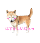 柴犬まるくん2（個別スタンプ：6）