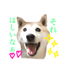 柴犬まるくん2（個別スタンプ：10）