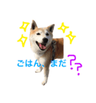 柴犬まるくん2（個別スタンプ：12）