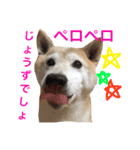 柴犬まるくん2（個別スタンプ：15）