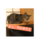 キジトラ猫★南天（個別スタンプ：14）