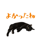 黒猫 シャケ 2（個別スタンプ：14）