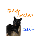 黒猫 シャケ 2（個別スタンプ：18）