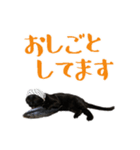 黒猫 シャケ 2（個別スタンプ：24）