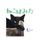 黒猫 シャケ 2（個別スタンプ：33）