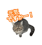 エキゾな猫D2（個別スタンプ：7）