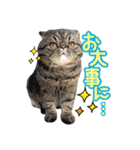 エキゾな猫D2（個別スタンプ：12）