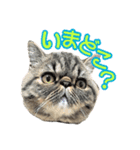 エキゾな猫D2（個別スタンプ：16）