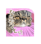 エキゾな猫D2（個別スタンプ：17）