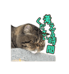 エキゾな猫D2（個別スタンプ：20）