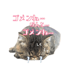 エキゾな猫D2（個別スタンプ：23）