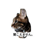 気持ち代弁猫（個別スタンプ：6）