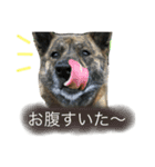 甲斐犬 豆柴 かぶき（個別スタンプ：4）