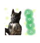 甲斐犬 豆柴 かぶき（個別スタンプ：12）