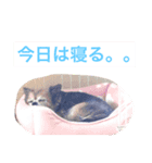 ぽんぽん..（個別スタンプ：7）