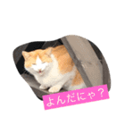 うちの野良猫たち（個別スタンプ：8）